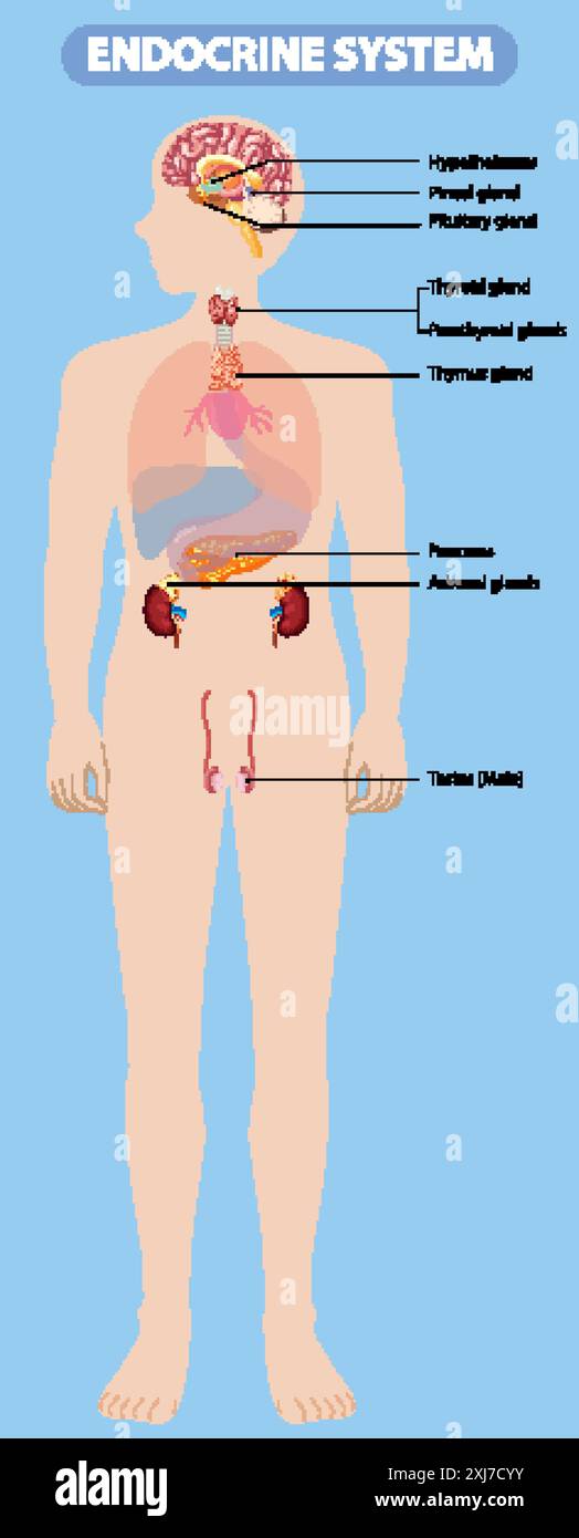 Illustration of major endocrine glands in the body Stock Vector Image ...