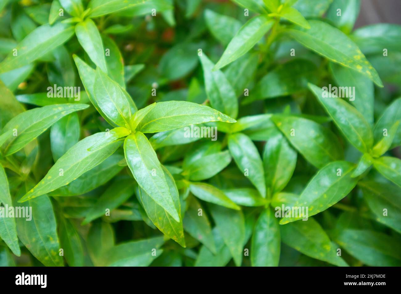 close up Andrographis paniculata plant leaves Ayurveda herbal medicine ...