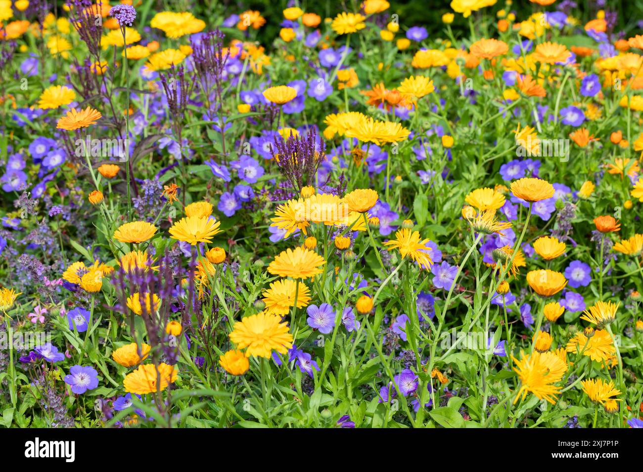 Blooming purple flowers on garden hi-res stock photography and images ...