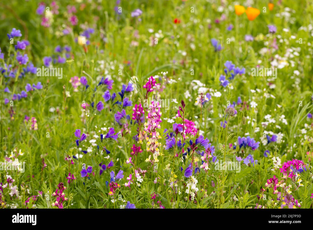 Nectar rich wildflowers hi-res stock photography and images - Alamy
