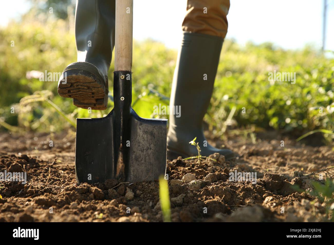 Farmer man digging shovel garden hi-res stock photography and images ...