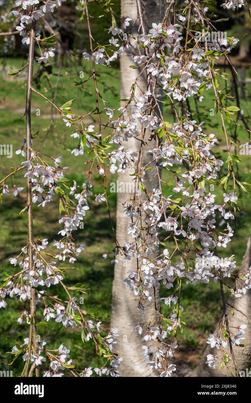 Weeping Cherry Blossom tree at Temiya Ryokuka Botanical Gardens, Otaru, Hokkaido, Japan. Stock Photo