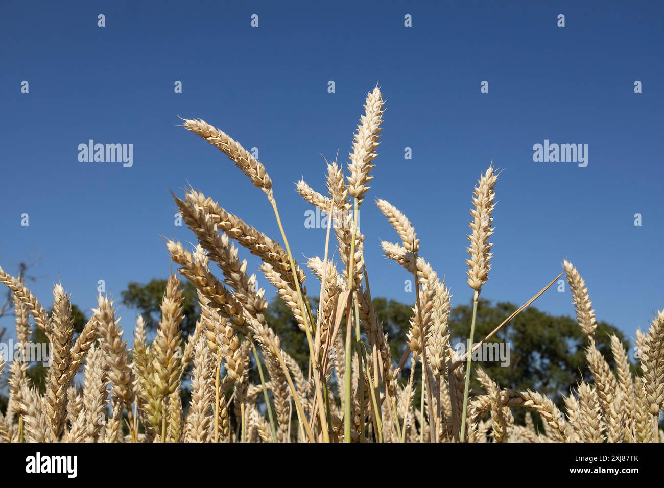 ears of wheat close-up among a wheat field against the blue sky. Before the harvest. Agriculture, grain crops, farming. Mother Earth. The great value Stock Photo