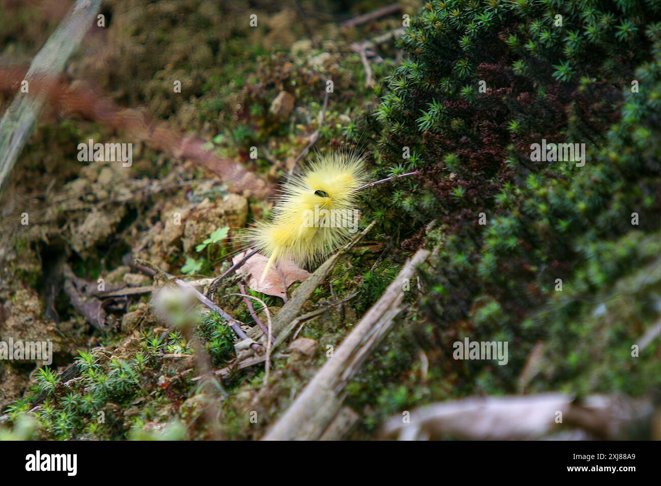 A Calliteara grotei horishanella caterpillar with a yellow head and ...