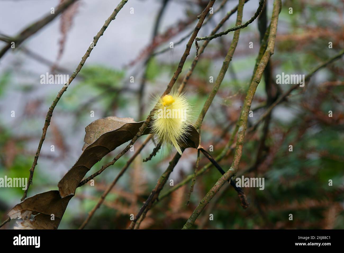 A Calliteara grotei horishanella caterpillar with a yellow head and ...