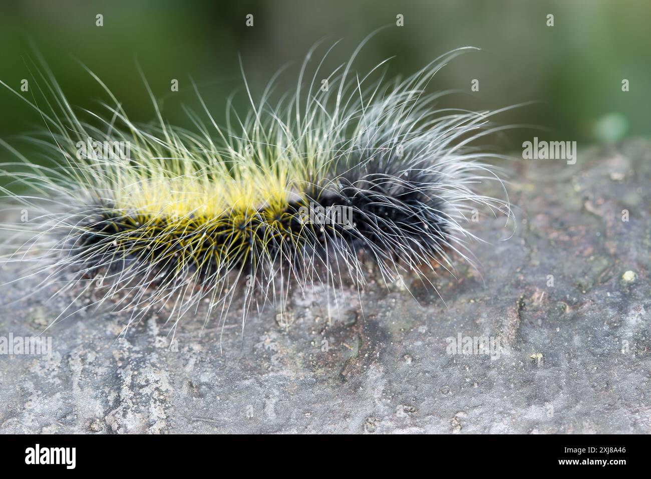 The larva of the tiger moth (Macrobrochis gigas) caterpillar with black