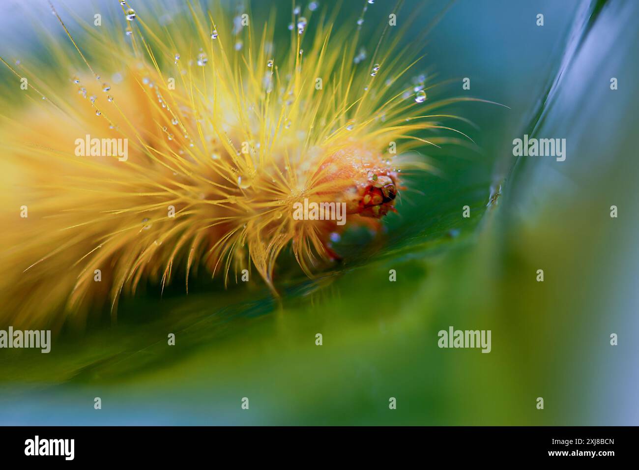 A Calliteara grotei horishanella caterpillar with a yellow head and ...