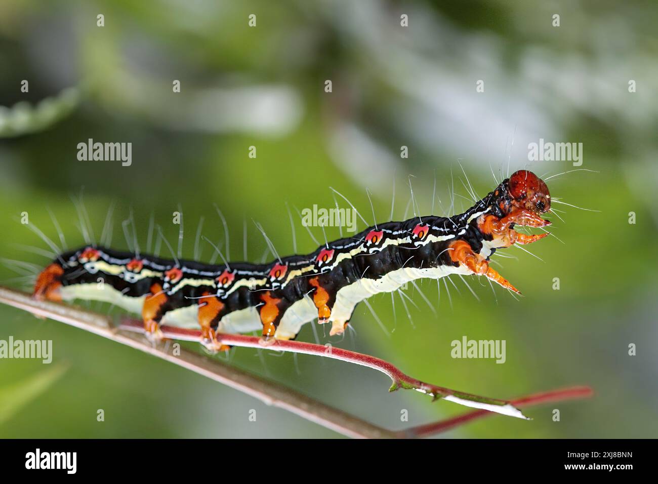 A striking Arcte coerula caterpillar with red spots and black stripes