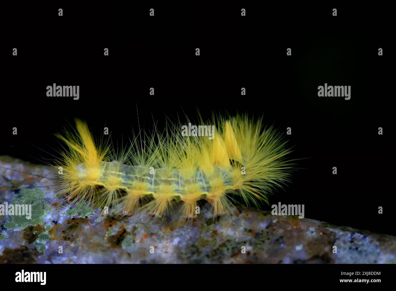 A Calliteara grotei horishanella caterpillar with a yellow head and dense yellow hairs on a twig. Black spot on its back,  Wulai, Taiwan. Stock Photo