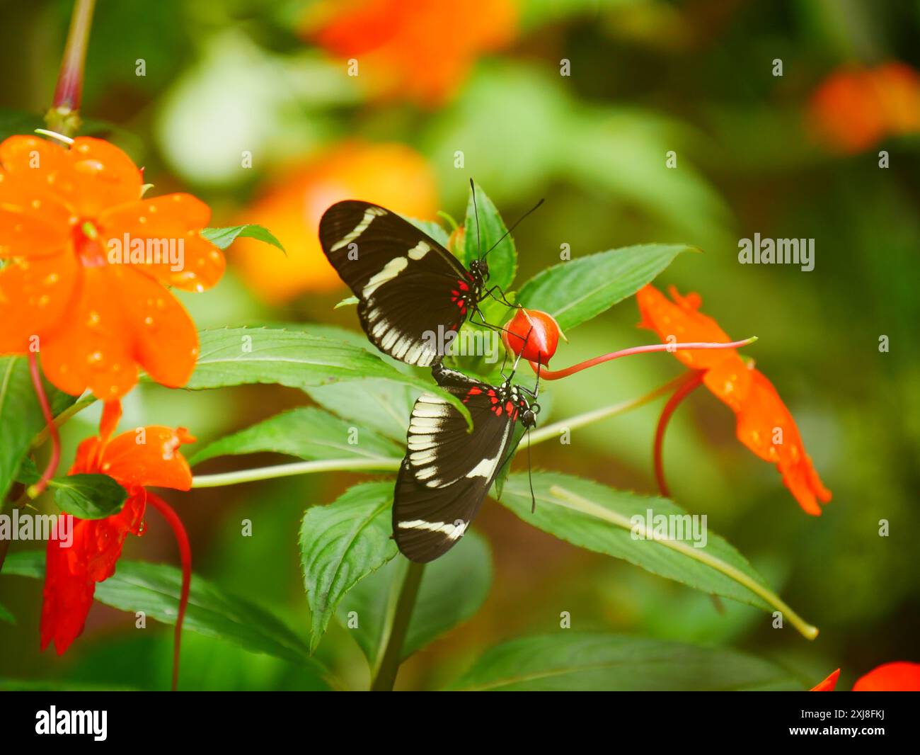 Two Zebra longwing butterflies (Heliconius charithonia) eating from the same fruit. Stock Photo
