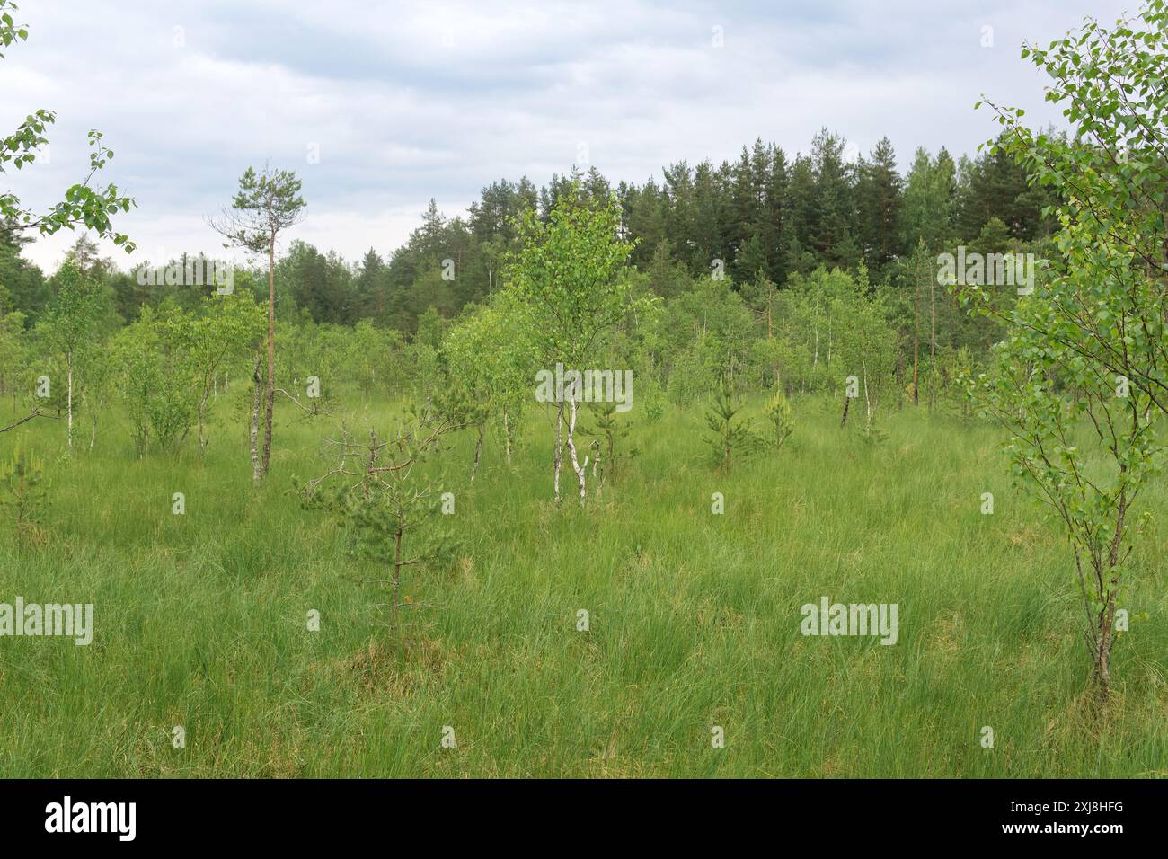 Tree Fen grassy fen landscape with small crooked trees Stock Photo - Alamy