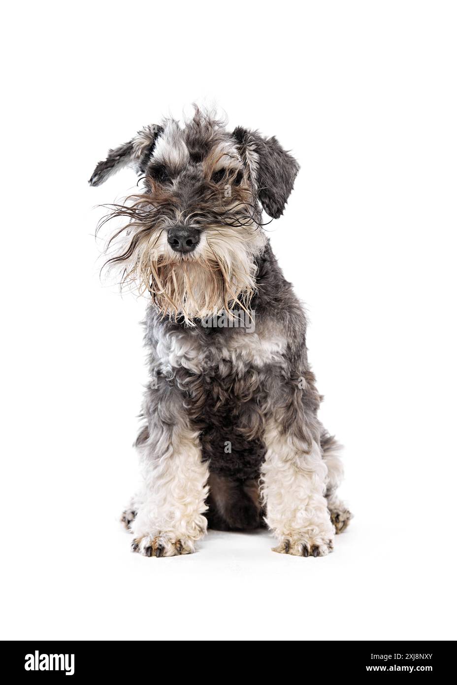 Schnauzer with windswept look sits attentively, its distinctive beard and eyes capturing attention against white studio background. Stock Photo