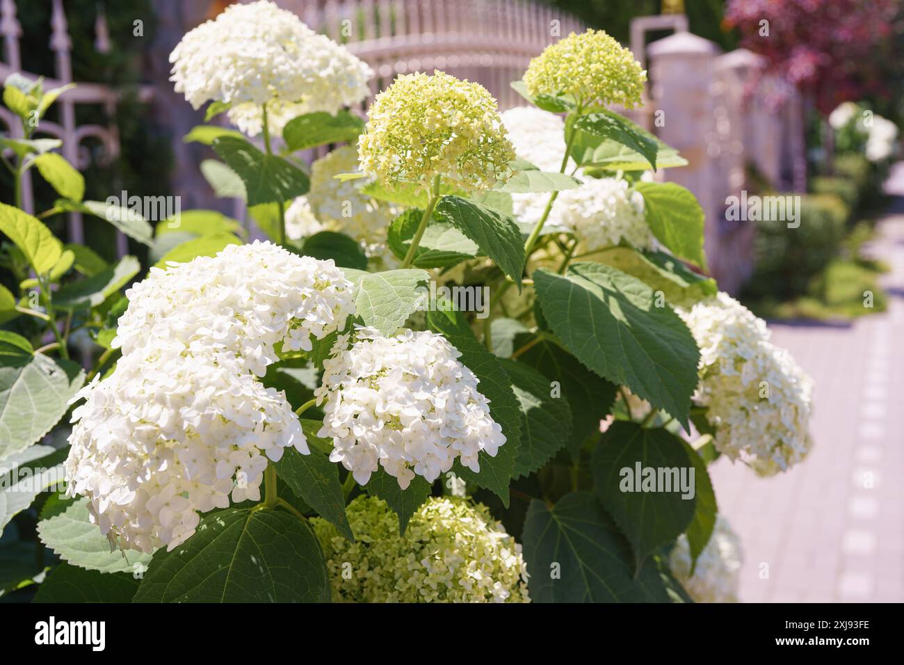 Bush of blooming white flowers of paniculata hydrangea along the road and fence, grassplot, street decor. Gardening, decorative wedding flower, landsc Stock Photo