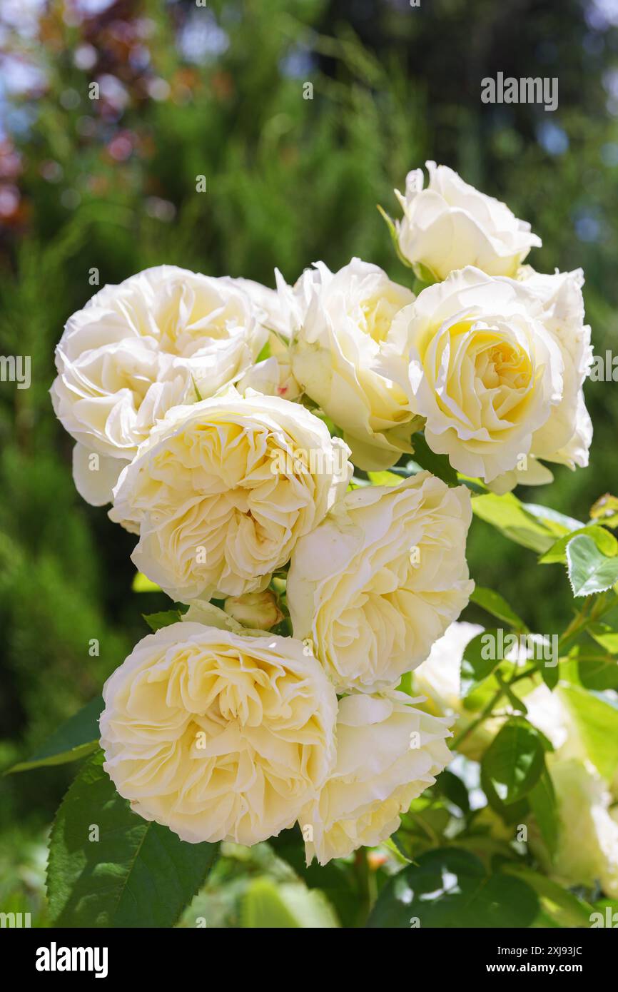 Beautiful blooming rose bush with white, ivory flowers close up, macro outdoor in sunny day. Breeding and growing roses, gardening, landscape design Stock Photo