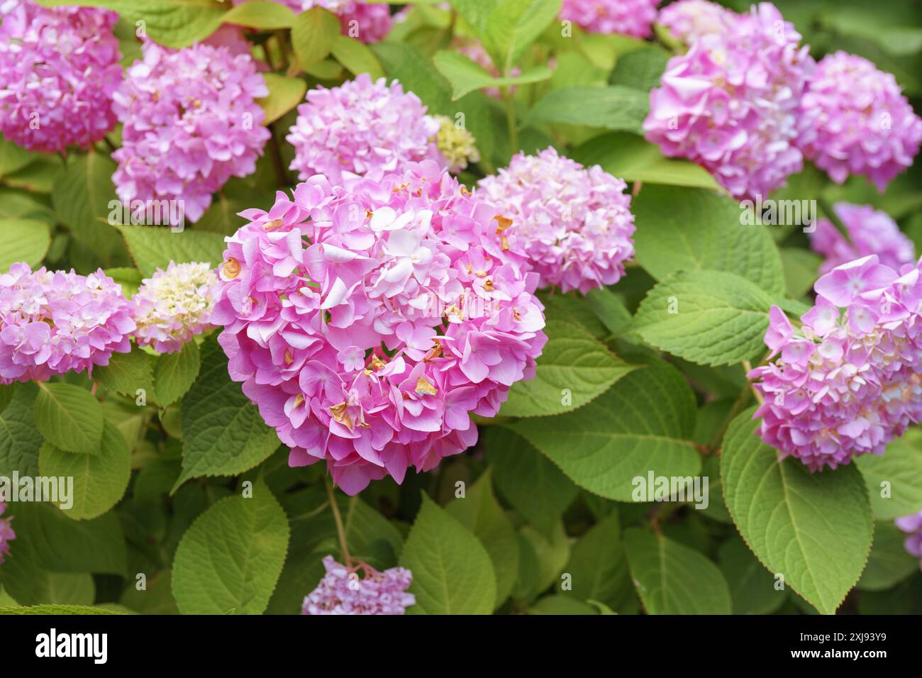 Bush of blooming pink flowers of hydrangea macrophylla Pink Annabelle ...