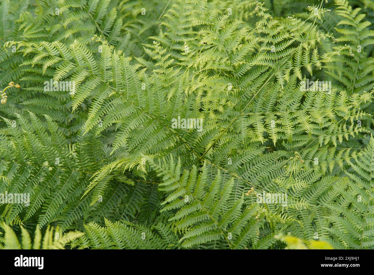 Dense wild forest fern thickets hi-res stock photography and images - Alamy