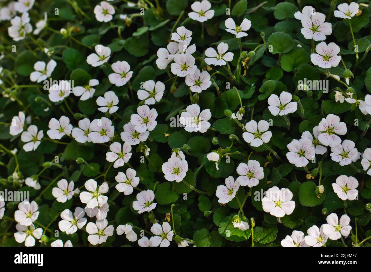 Lush green ground cover plant hi-res stock photography and images - Alamy