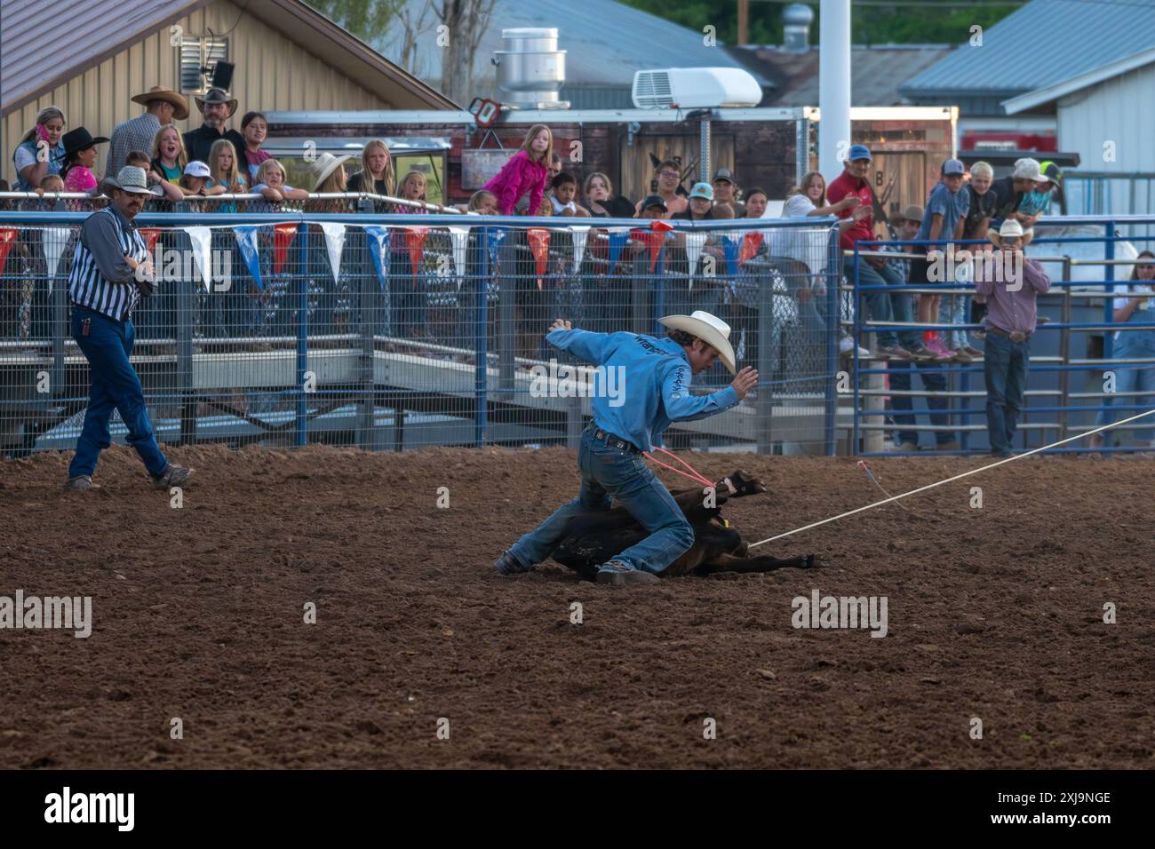 A rodeo cowboy successfully ties down the calf in the tie-down roping ...