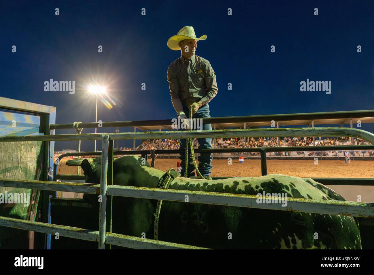 A rodeo cowboy bull rider adjusts his rigging on a bucking bull in the chute before his ride in a rodeo in Utah. Stock Photo