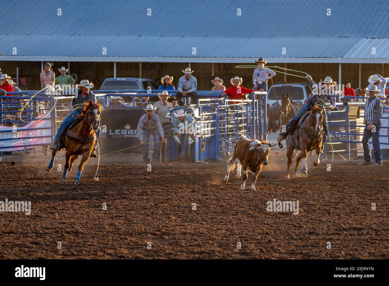 Team ropers competing in rodeo event hi-res stock photography and ...