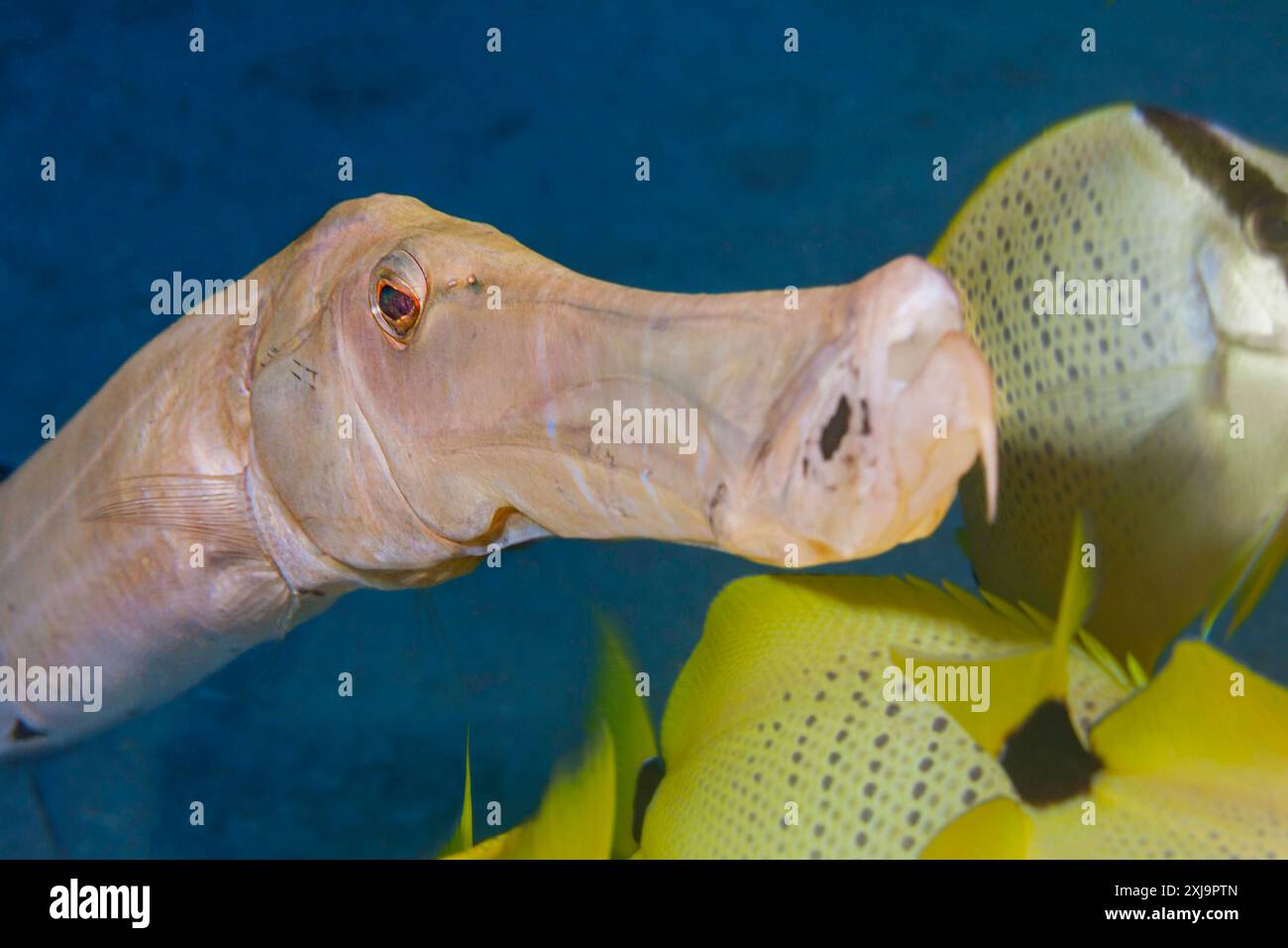 Trompetenfisch aulostomus chinensis hi-res stock photography and images ...