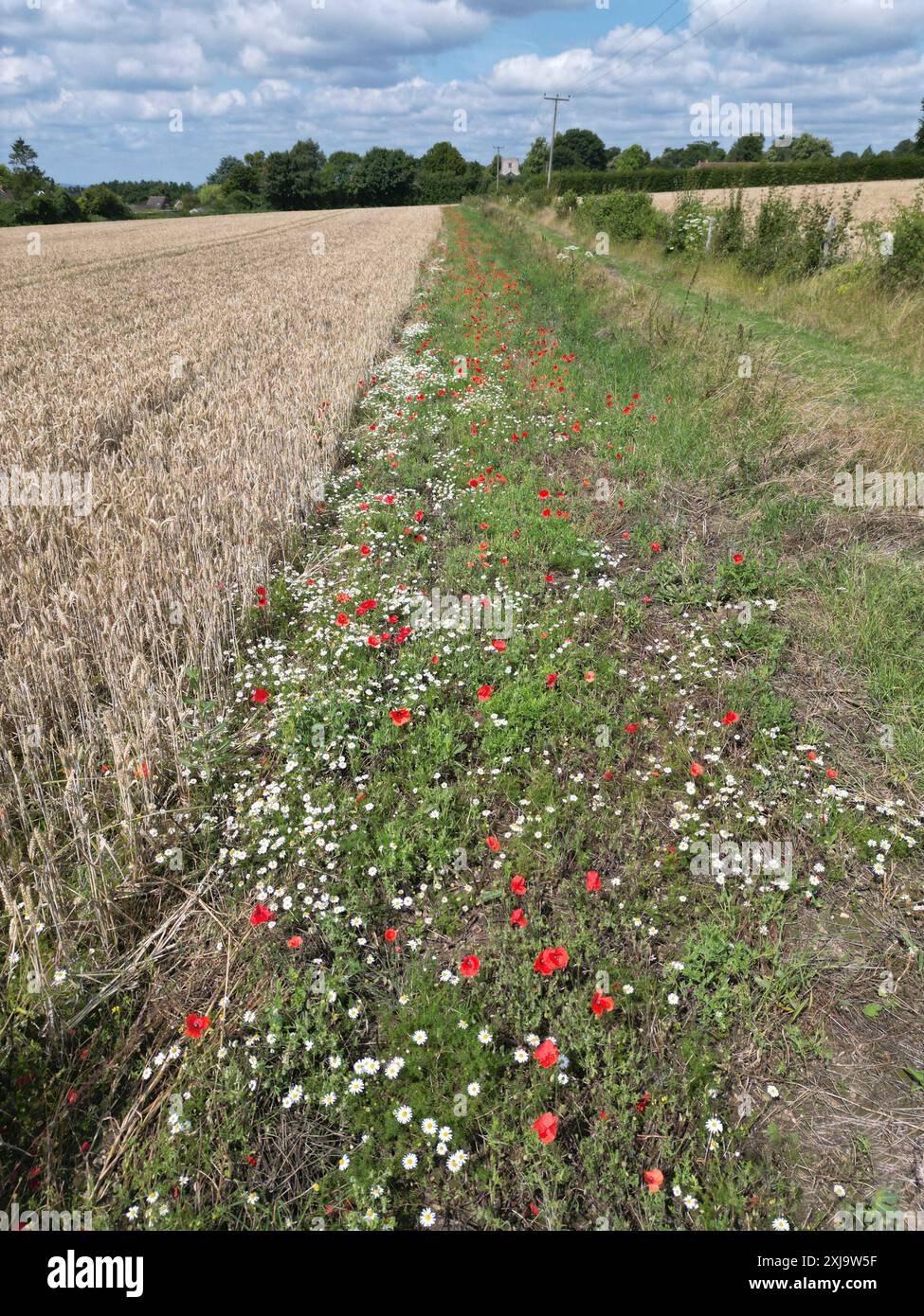 Poppies and wother wild flowers growning in an arable margin by a footpath through a barley field near the village of Chart Sutton village, near Maids Stock Photo