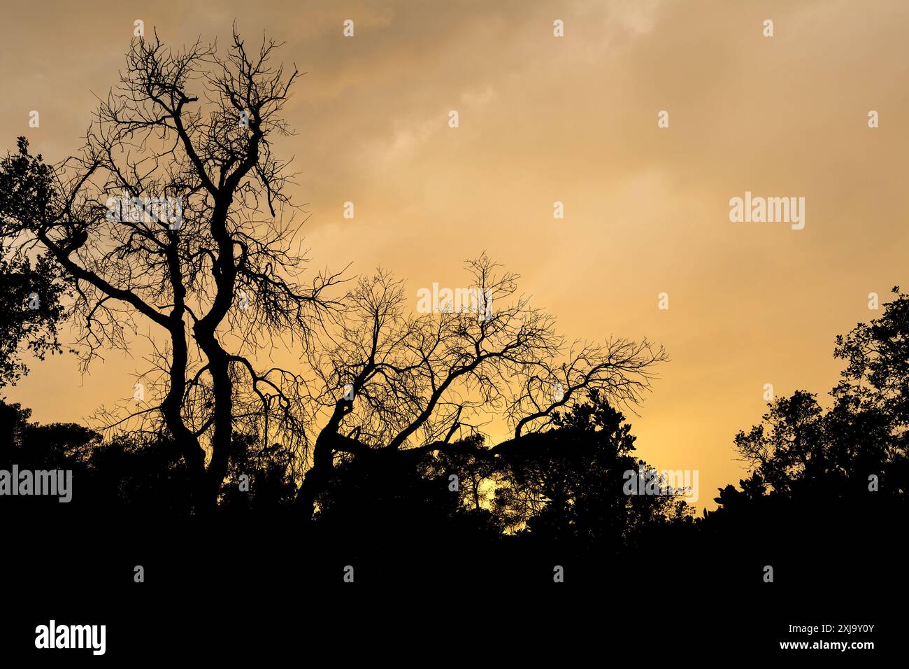 Branches in the backlight hi-res stock photography and images - Alamy