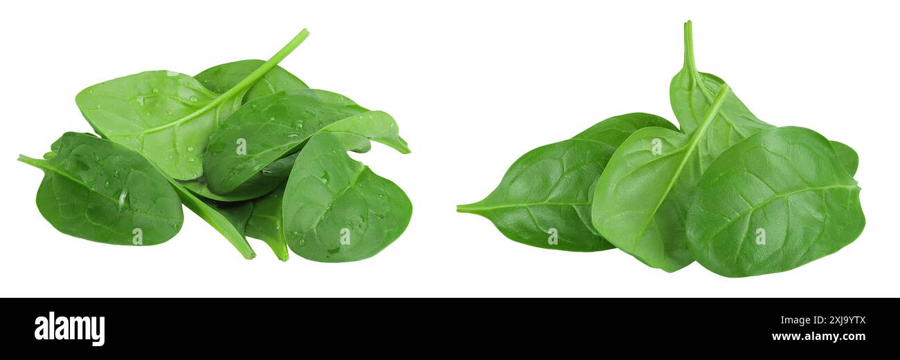 Baby spinach leaves isolated on white background Stock Photo - Alamy