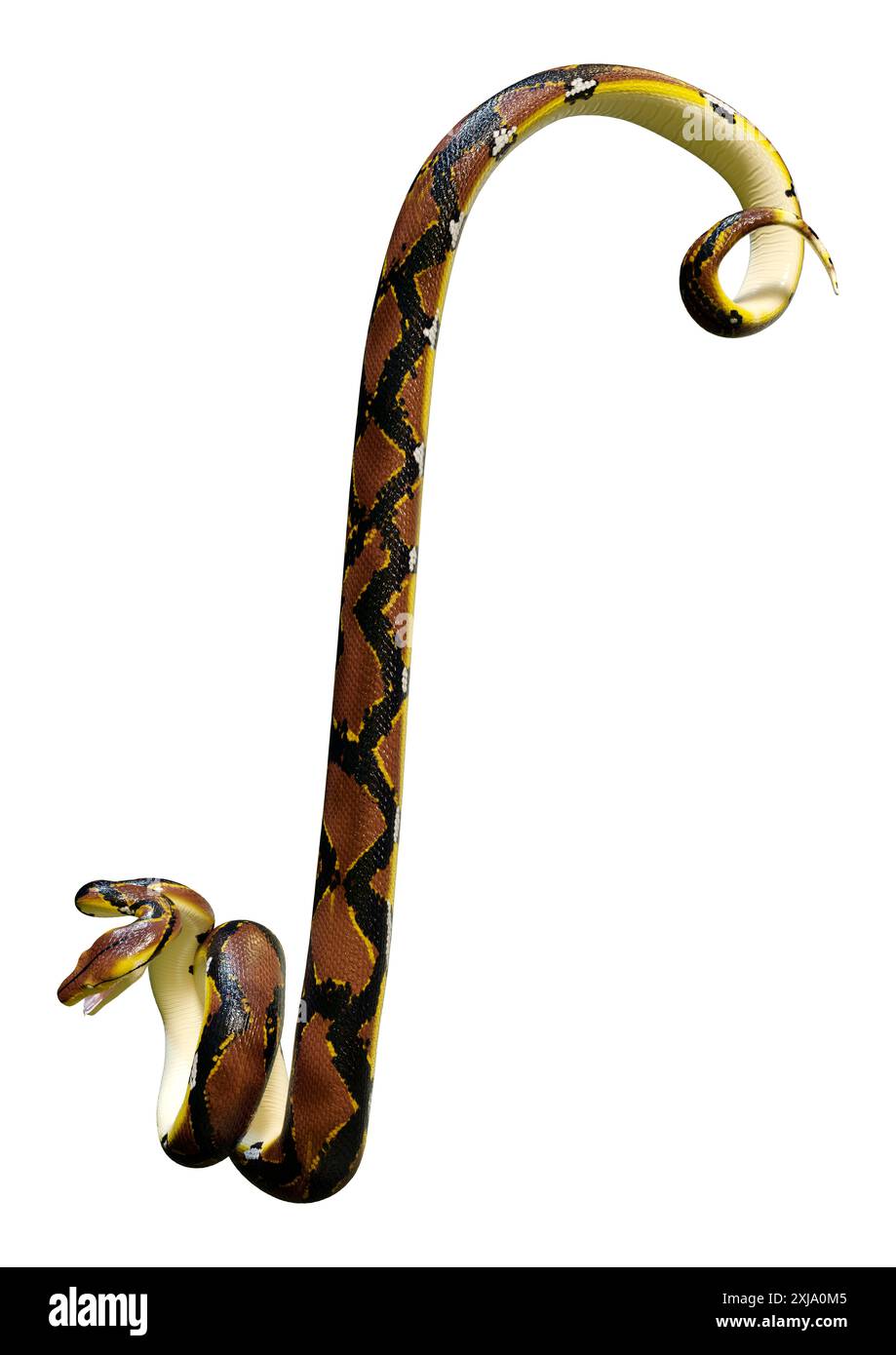 3D rendering of a Reticulated python or Python reticulatus, a species of python found in Southeast Asia Stock Photo