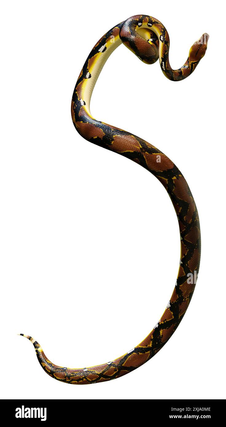 3D rendering of a Reticulated python or Python reticulatus, a species of python found in Southeast Asia Stock Photo