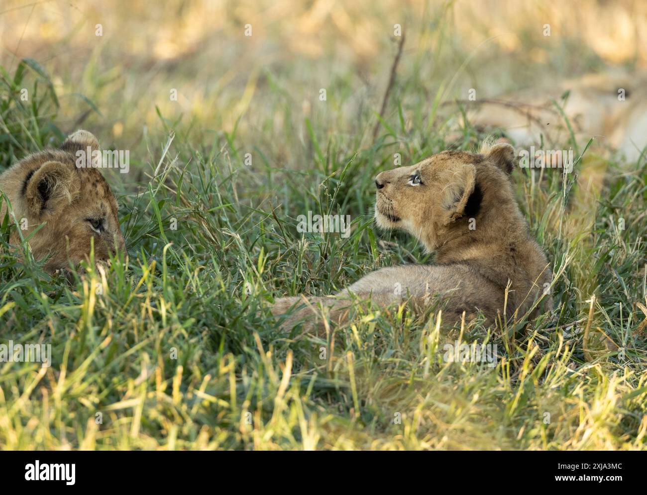 Two lion cubs, Panthera leo, lying together in grass Stock Photo - Alamy