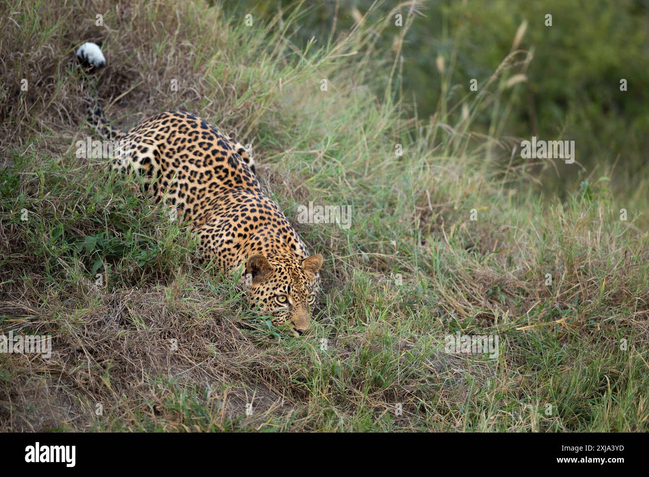 Leopard Crawling Down Rocks Leopard panthera pardus stalking game hi-res stock photography and ...