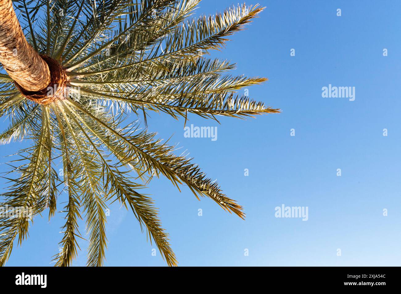 Invasive date palms in Death Valley, California, low angle view. Stock Photo