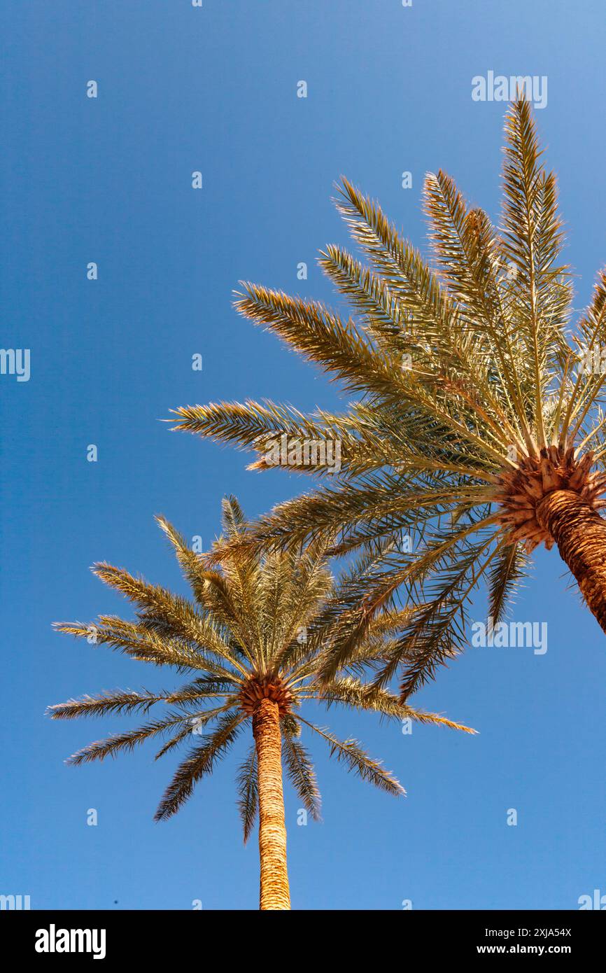 Invasive date palms in Death Valley, fronds against blue sky. Stock Photo