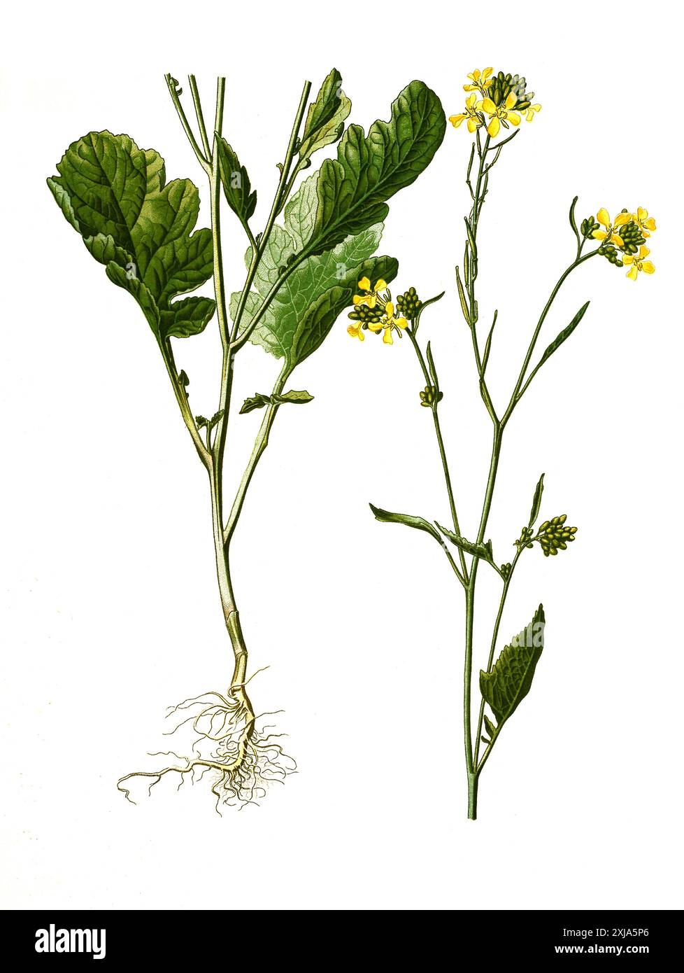 Senfe 4.17 Senfe Der Brassicaarten | Schwarzer Senf Pflanzen – NVZAI