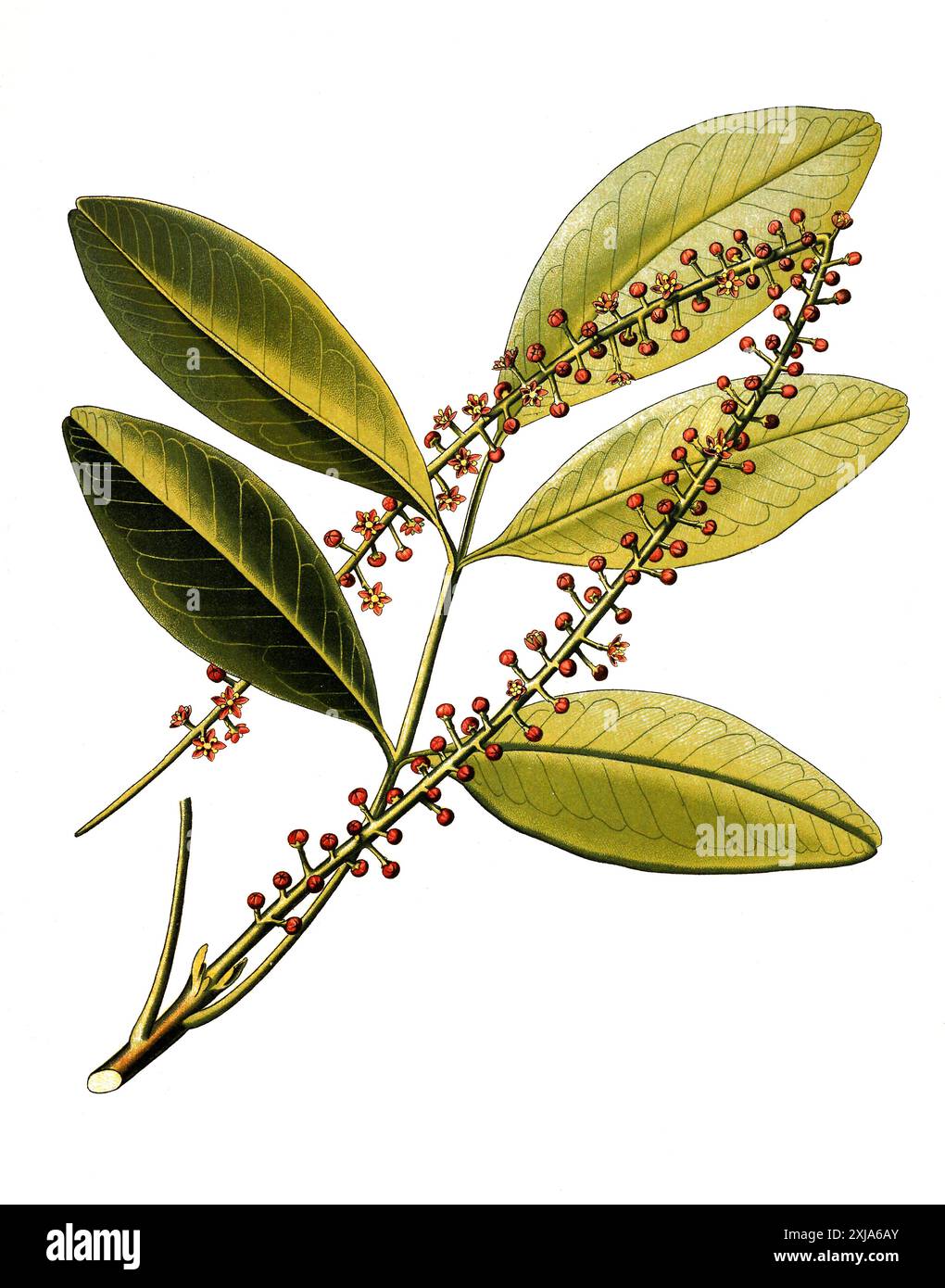 Jaborandi pilocarpus hi-res stock photography and images - Alamy