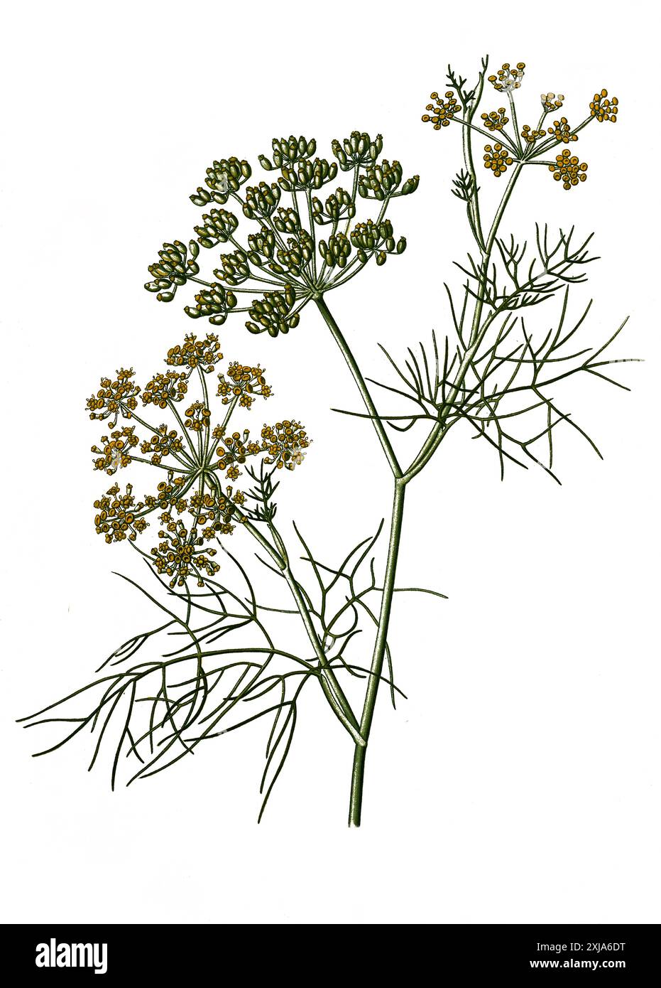Heilpflanze, Fenchel (Foeniculum vulgare), Historisch, digital ...