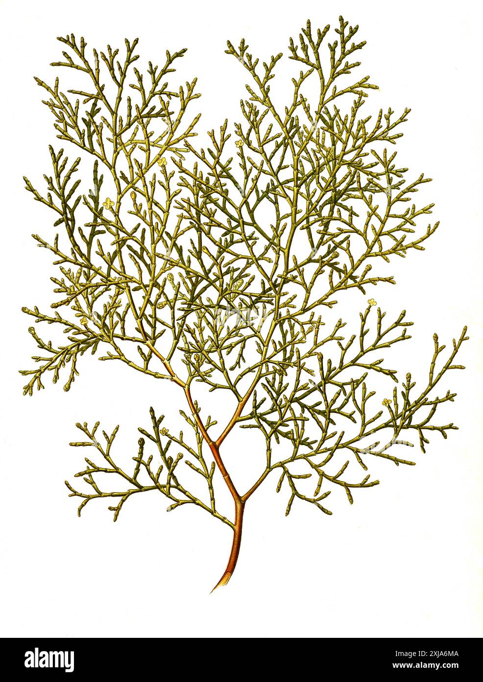 thuja kaufen 180 cm obi Thuja 