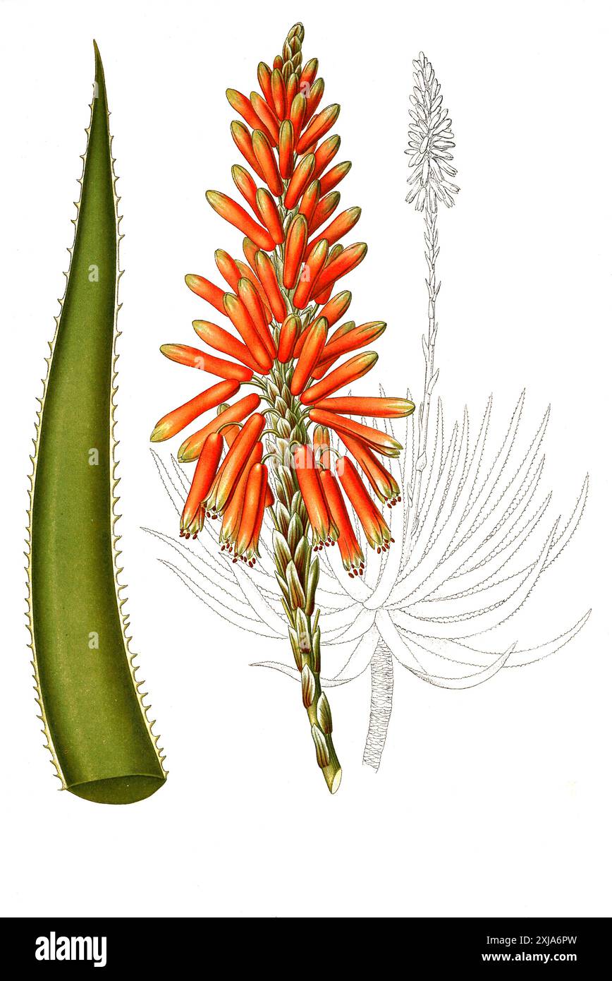 aloe vera as aftershave Journeyman Aftershave