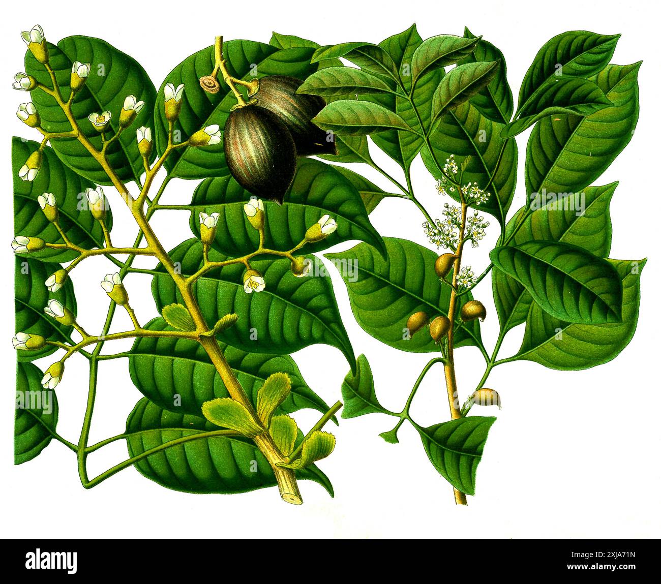 Canarium luzonicum hi-res stock photography and images - Alamy