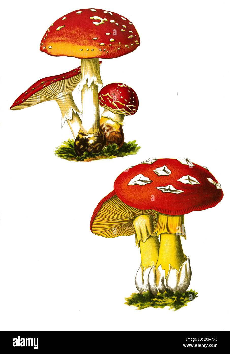 Amanita Caesarea Illustration Cut Out Stock Images & Pictures - Alamy