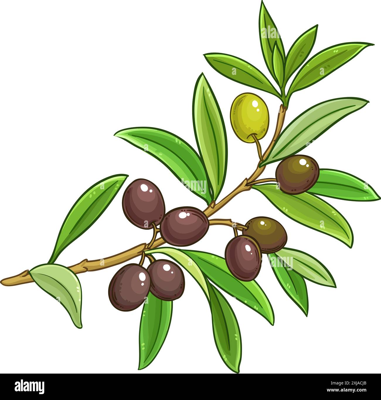 Olive Branch with Berries and Leaves Colored Detailed Illustration ...