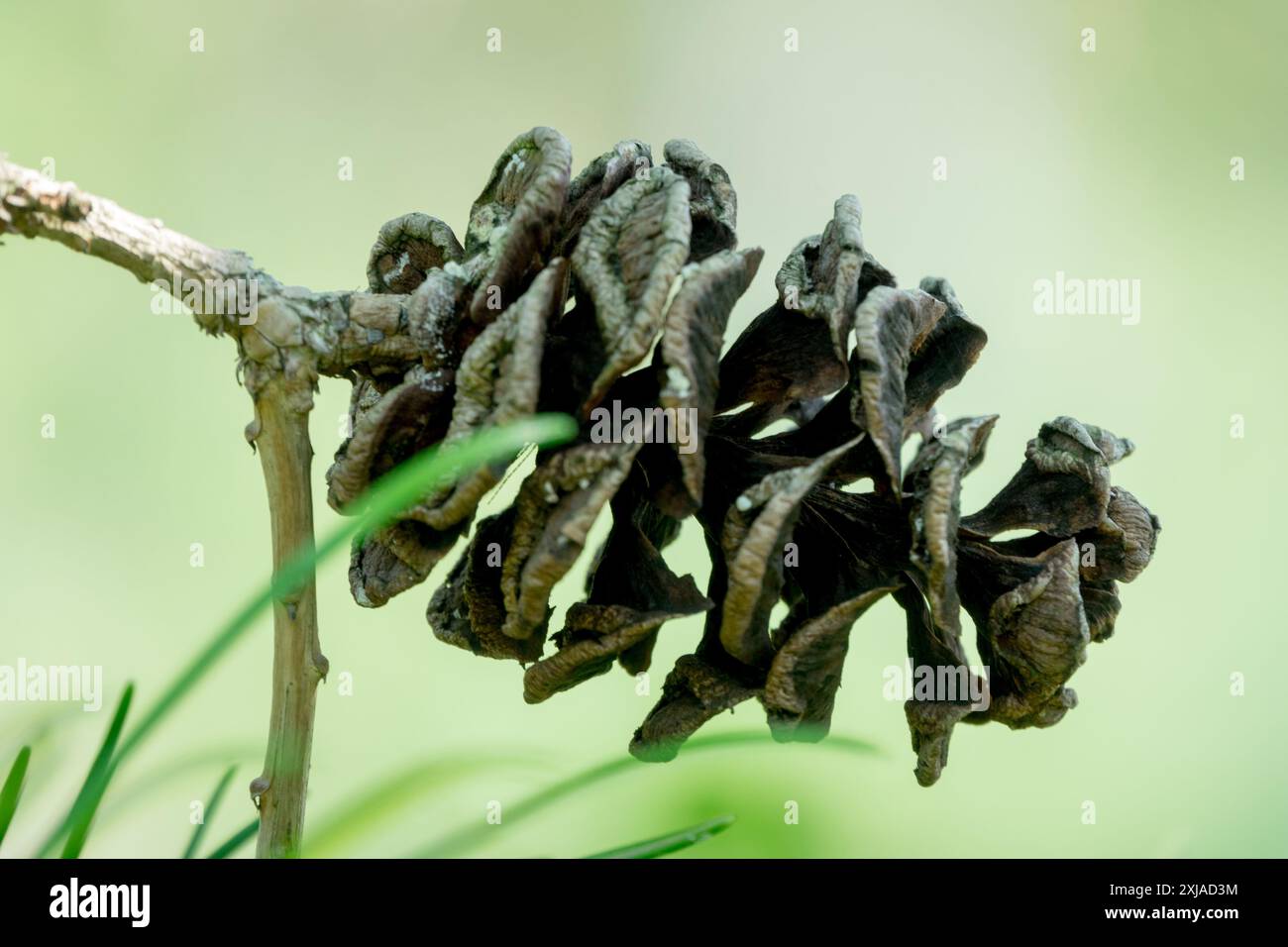 Sciadopitys verticillata Cone open Stock Photo