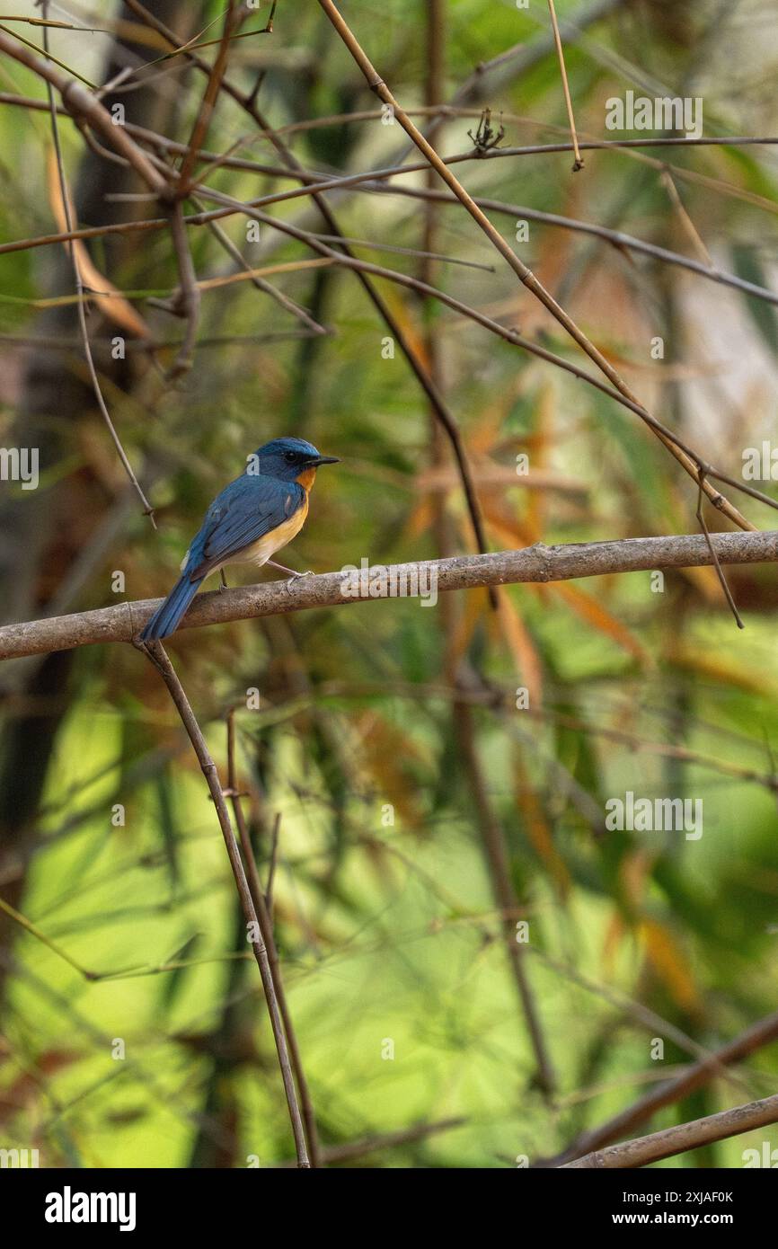 Male hill blue flycatcher (Cyornis whitei) is a species of bird in the family Muscicapidae. It is found in southern China, northeastern India and Sout Stock Photo