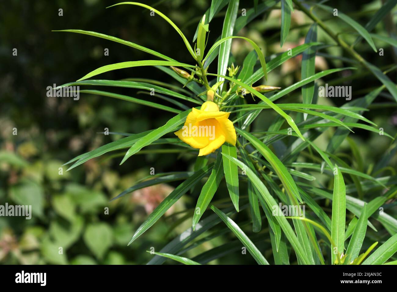 Yellow Oleander (Cascabela Thevetia) flower along with linear glossy leaves : (pix Sanjiv Shukla) Stock Photo