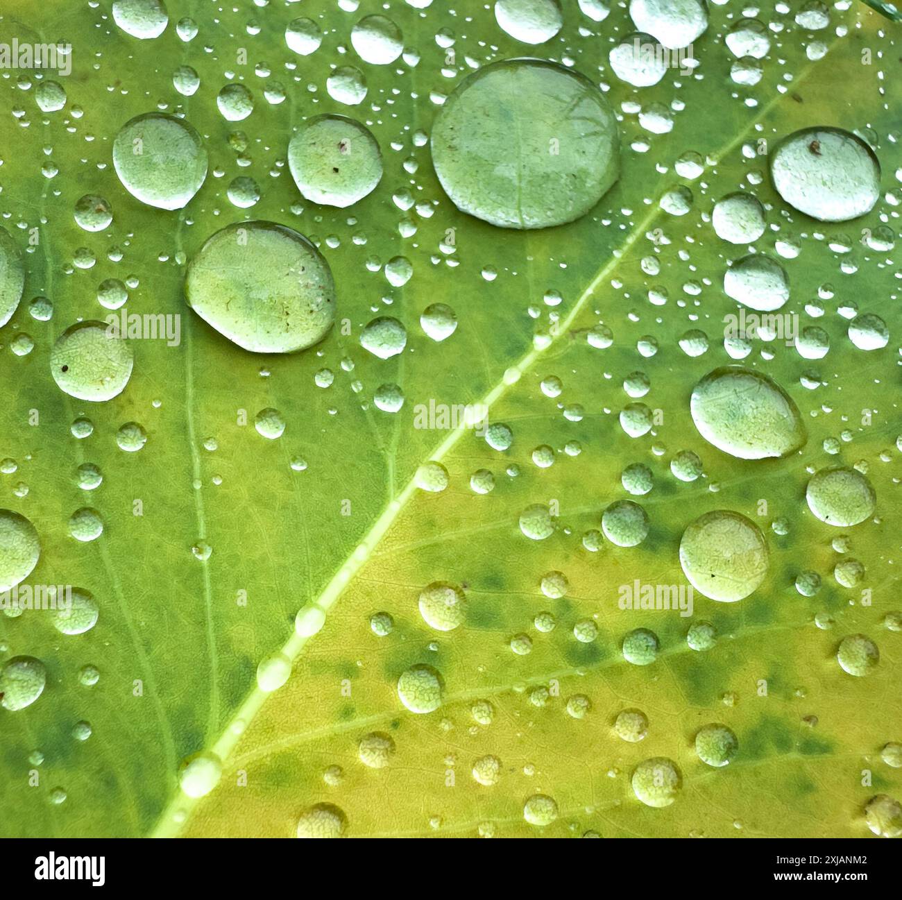 Droplets water on green leaf hi-res stock photography and images - Alamy