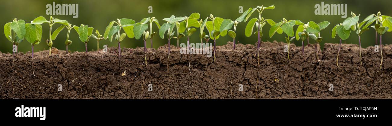 Fresh green soybean plants with roots Stock Photo - Alamy