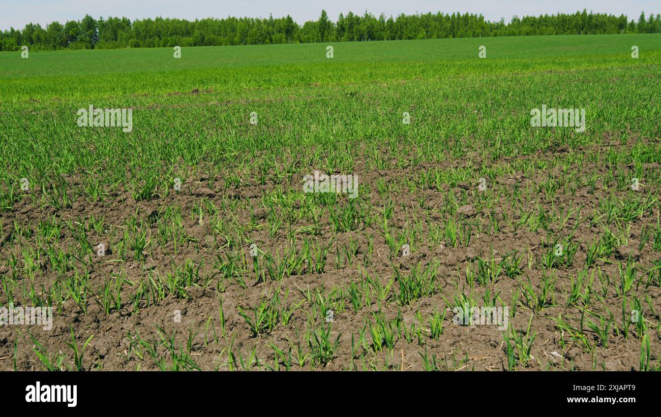 Wide Field Rows Wide shot. Field With A New Crop Of Rye In Europe. Gardening Food ...