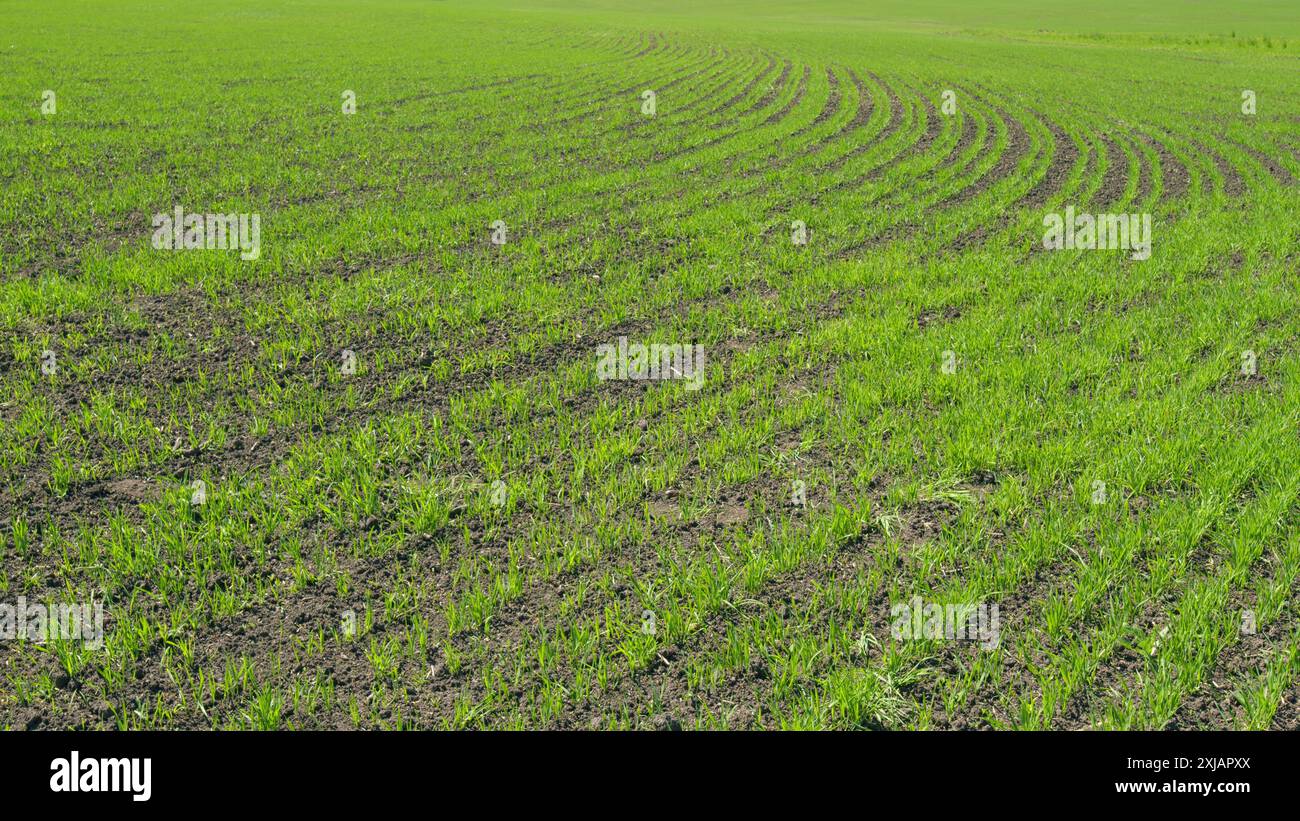Panorama sprouting wheat on hi-res stock photography and images - Alamy