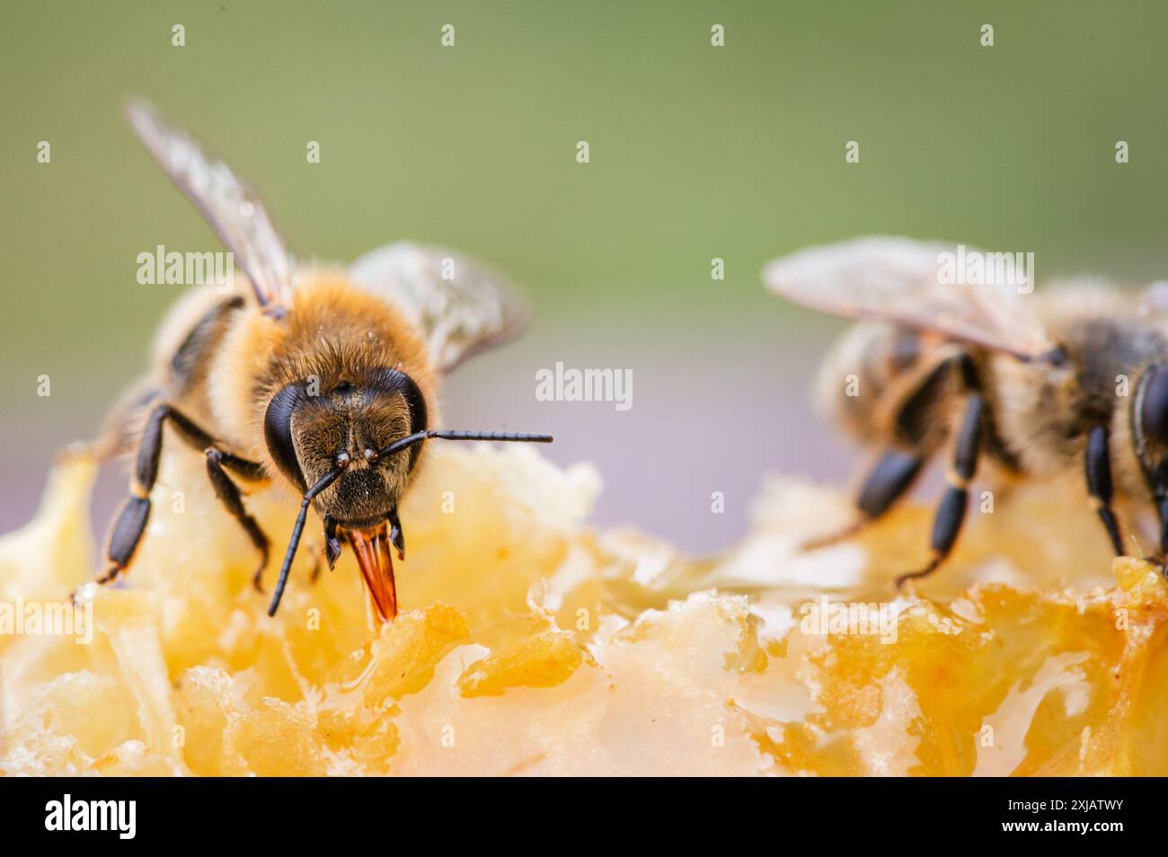 Western honey bee wing hi-res stock photography and images - Alamy
